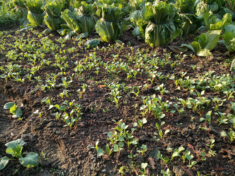 河沙 養花蔬菜種植沙壤土養花河沙土營養土壤陽臺花卉種菜普通泥土沙