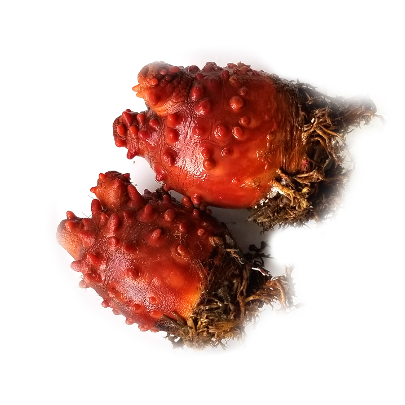 海鞘500g 真海鞘海鲜生鲜料理海菠萝海石榴海奶子鲜活发货 子鲜活发货