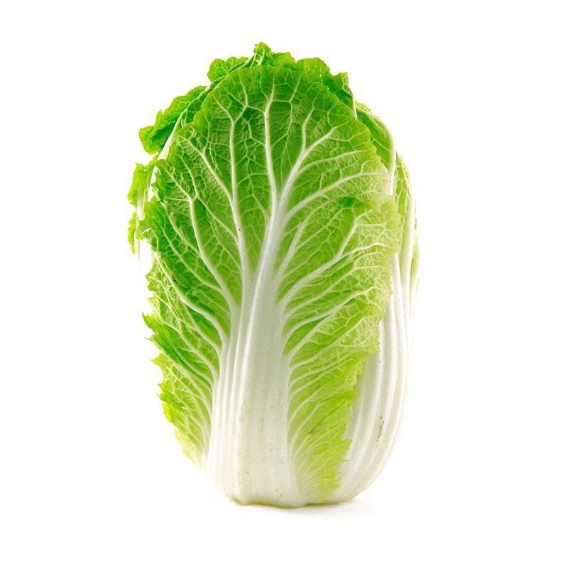 早熟5号大白菜种子 50天收获 蔬菜种子四季播种抗热抗寒 农民用种