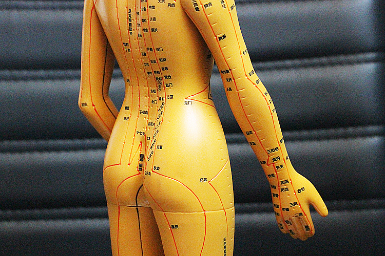 【jd健康】中医针灸穴位图人体模型教学男女全身十二经络小皮人硅胶