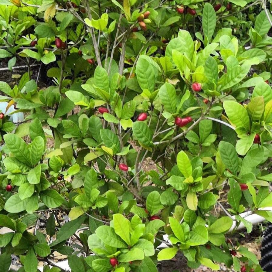 5折 蜜拉圣果 神秘果/果干果实20粒装 变味果蜜拉圣果稀奇热带水果 现