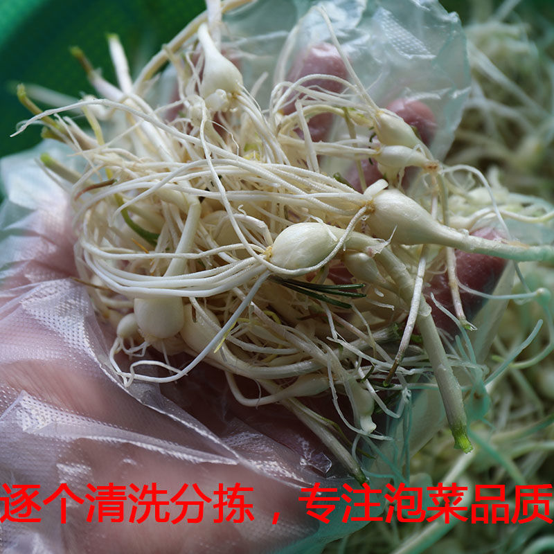 250東北延邊朝鮮族小根蒜韓式泡菜鹹菜批發下飯菜小頭蒜一袋小根蒜加