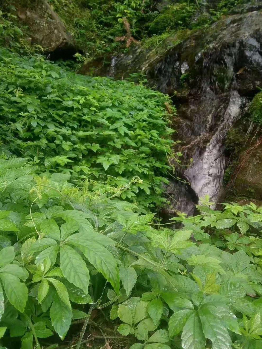 廣西金秀大瑤山絞股藍,七葉絞股藍,原藤自然曬乾,養生茶涼茶 500g