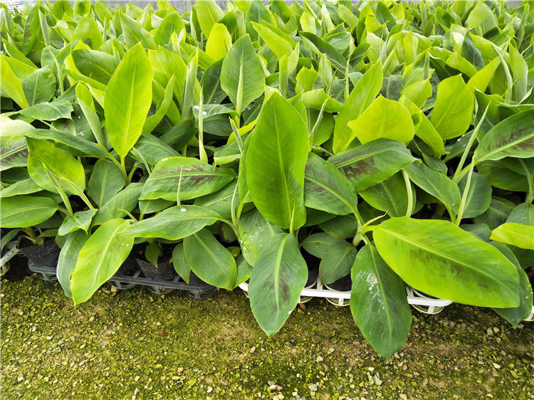 皇帝蕉树苗新品种威廉斯香蕉苗粉蕉矮化蕉小米蕉中蕉9号香蕉树苗