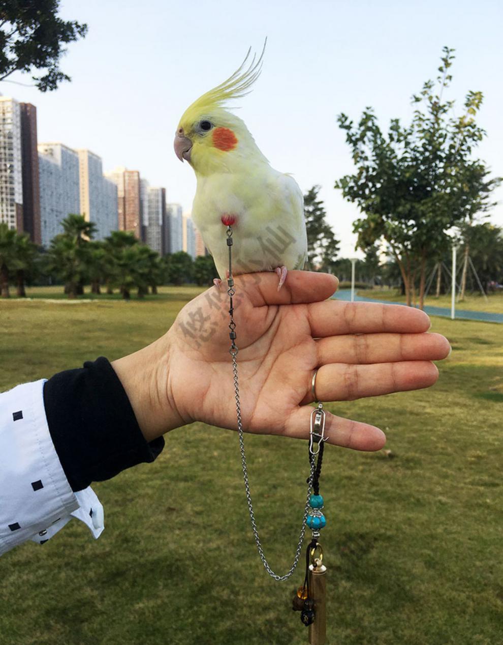 鹦鹉不锈钢脖链套装宠物鸟外出防飞项圈虎皮牡丹玄凤训鸟遛鸟脖套基础