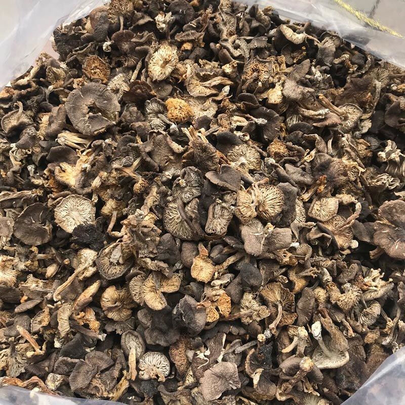 承德野生小灰蘑草蘑菇新货 棕口灰蘑 野生菌蘑菇干货特产 精品烤干(白