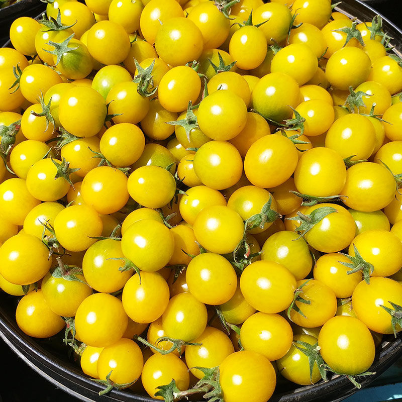 黄色圣女果新鲜夏日阳光樱玲珑小番茄水果甜桃小柿10斤子现摘小青瓜