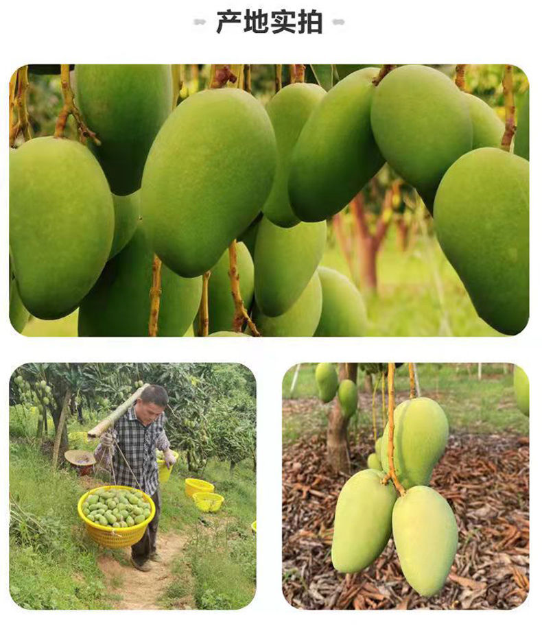 鲜其 海南小台芒热带芒果新鲜台农芒果树上熟水果整箱批发特卖 带箱5