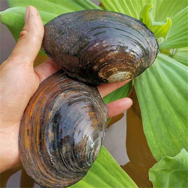 河蚌鲜活食用淡水河蚌肉扇贝河蚌苗青贝鱼缸观赏非珍珠蚌活体 4-9厘米