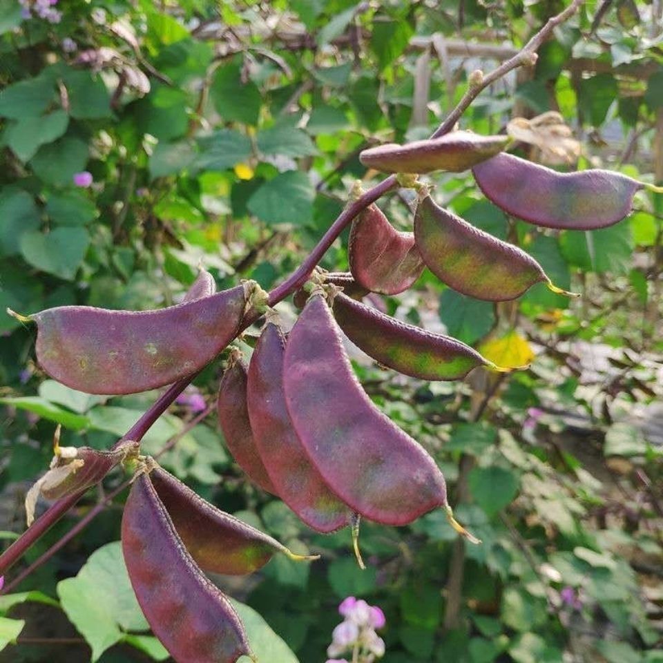 新鲜紫扁豆红边扁豆峨眉豆南汇扁豆苏北农家自种蔬菜更多参数>>原产地