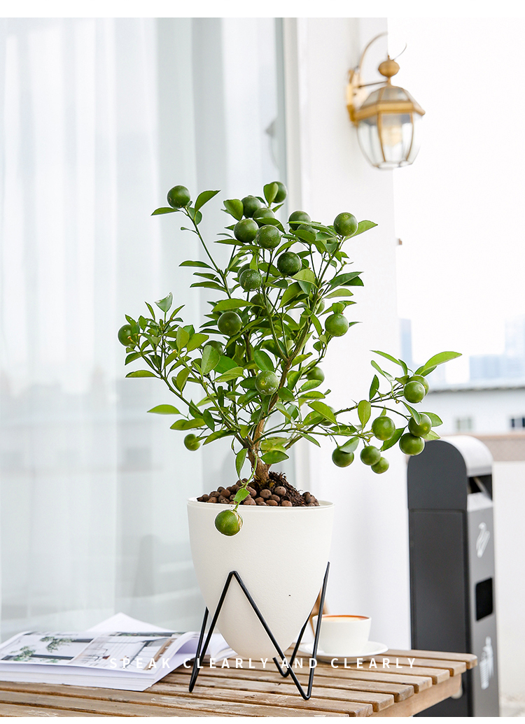 中梦金桔树盆栽室内客厅植物庭院绿植盆景5年脆皮金桔树高加仑盆不含