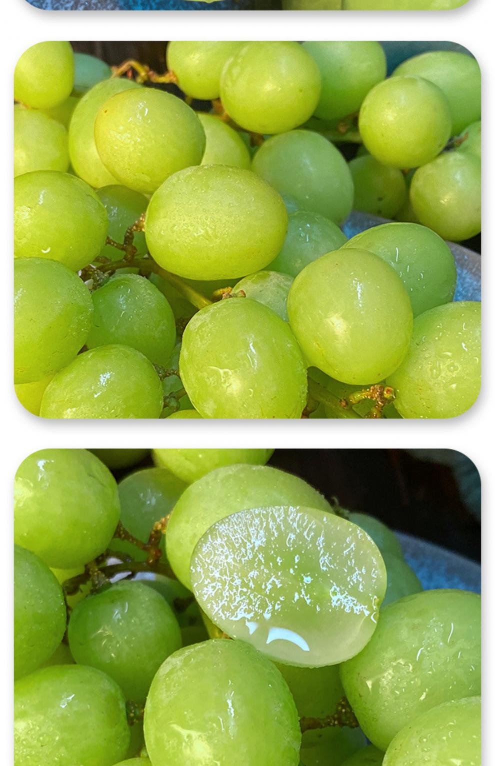 无籽青提 秋天脆清甜葡萄当季新鲜时令孕妇水果薄皮提子整箱 5斤