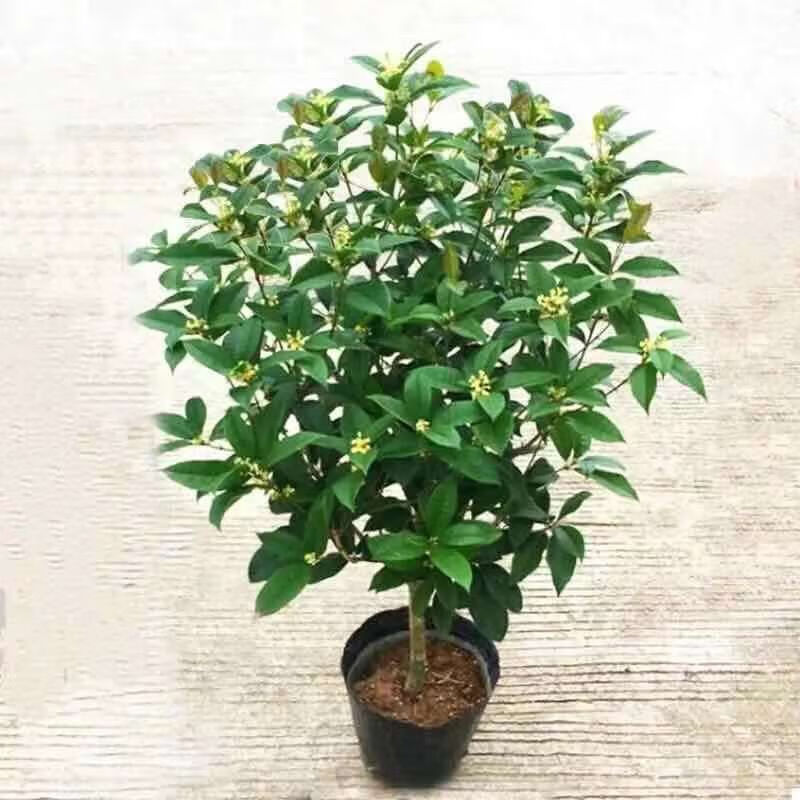 【四季开花】四季桂花树苗盆栽浓香易活花卉室内外阳台庭院绿植物