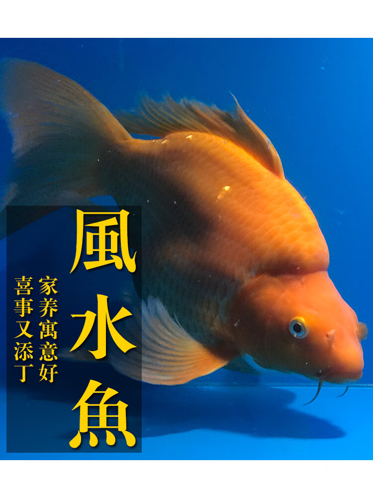 荣郁 火红蝴蝶鲤 大鳍长尾冷水鱼球体锦鲤红色龙蝶鲤观赏鱼苗好养活体