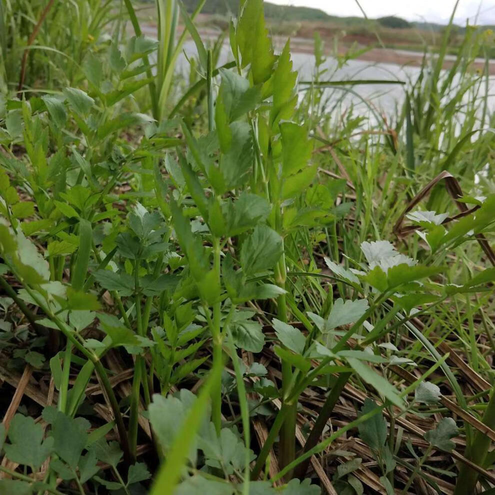 苏北正宗水芹菜新鲜现摘现发小叶芹时令蔬菜零售净菜南通海安1000g