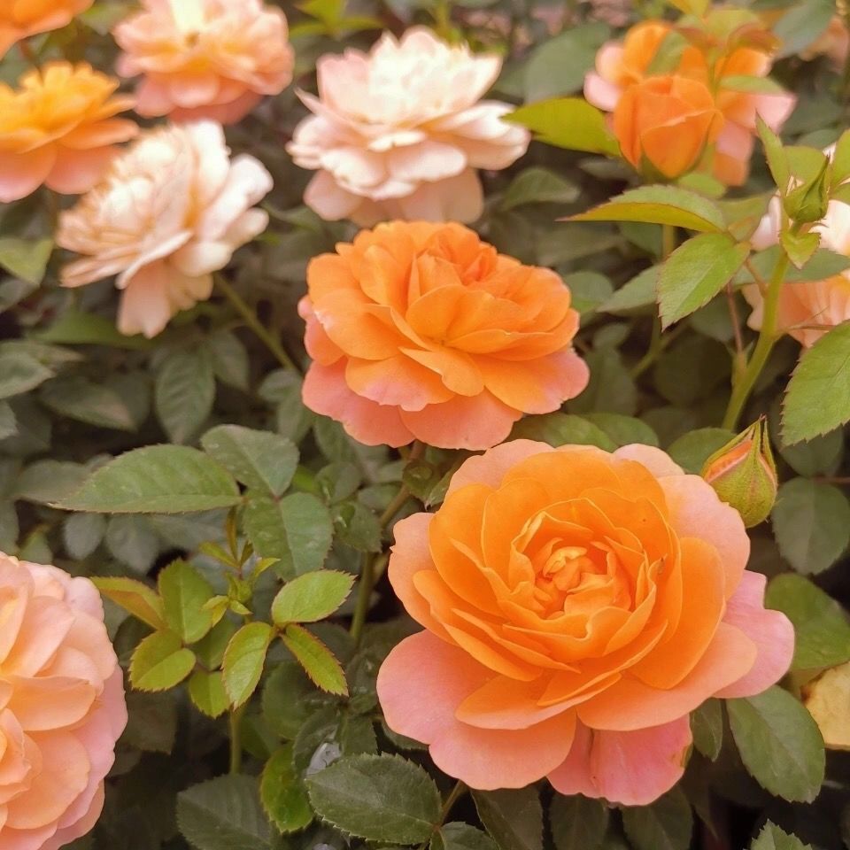 限时果汁阳台月季花苗带花苞盆栽大花朵欧月四季开花玫瑰小盆小灵感