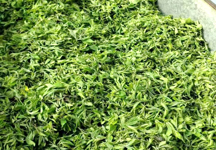 茗仟(mingqian) 茶甘枣叶茶崂山枣叶茶野茶芊罗叶茶茶叶枣茶绿茶 叶