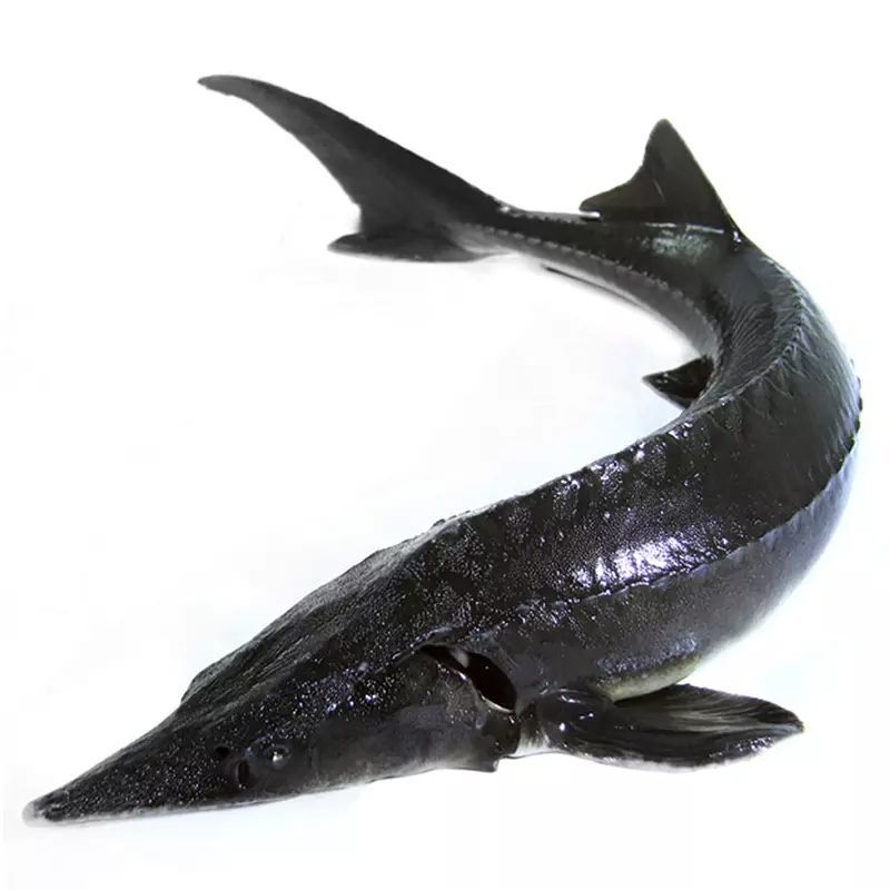 新鲜鲟龙鱼 1斤/条 食用鲟鱼不腥新鲜鲟龙鱼生鲜软骨无刺鲜活体现杀