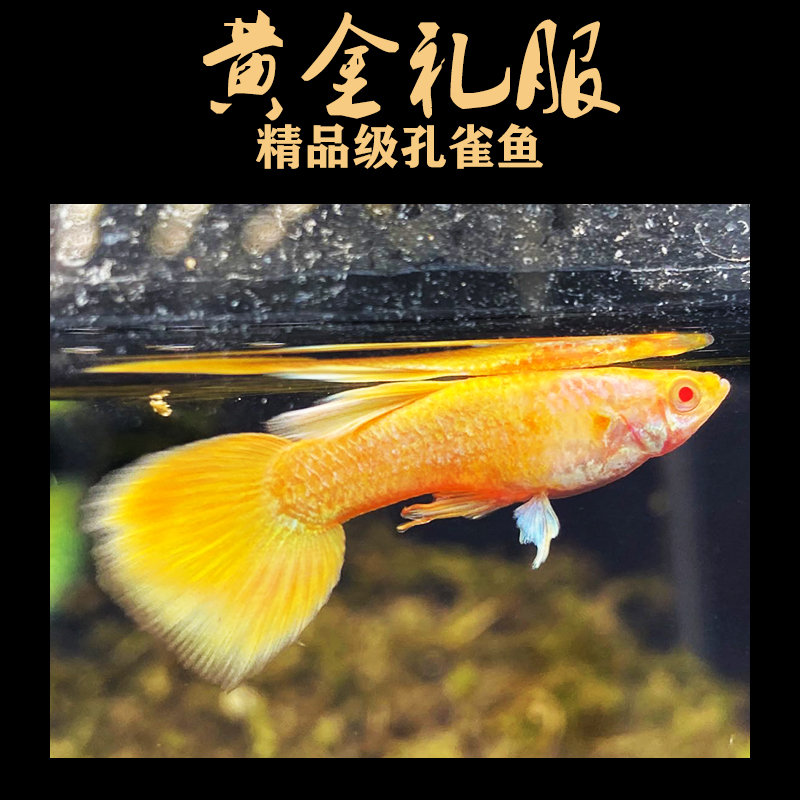 荣郁 热带淡水观赏纯种孔雀鱼黄金礼服 精品金色小型胎生鱼活体下崽狂