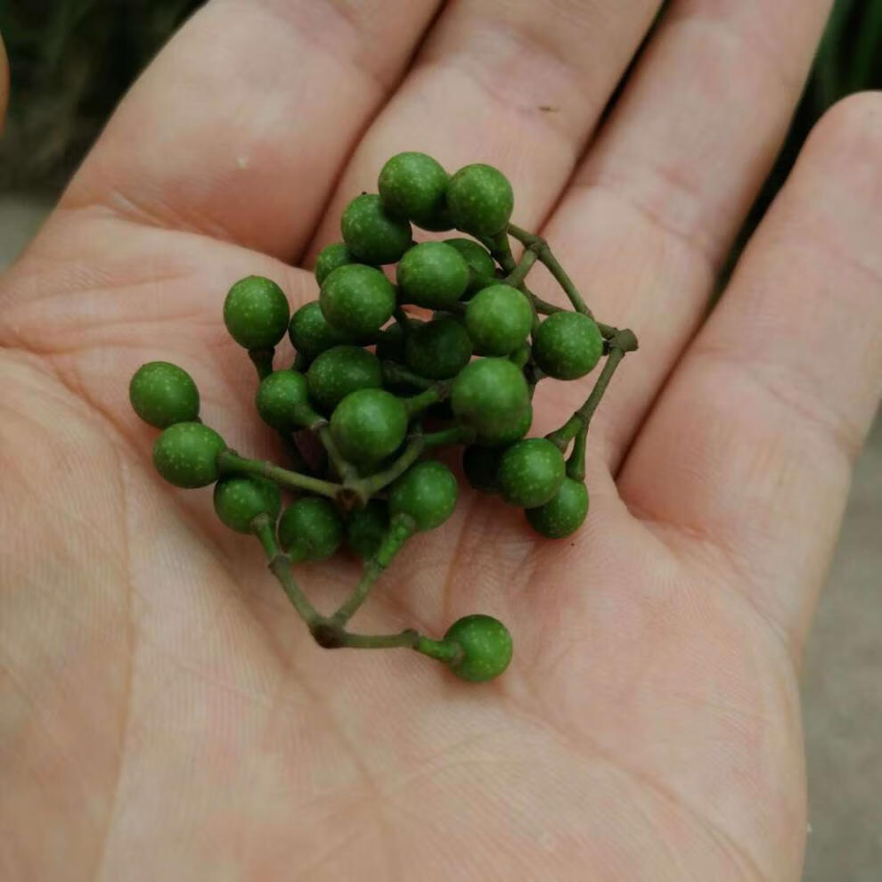 春光岛山胡椒 现货新鲜山胡椒江西野生木姜子山苍子现摘现发(5月10号