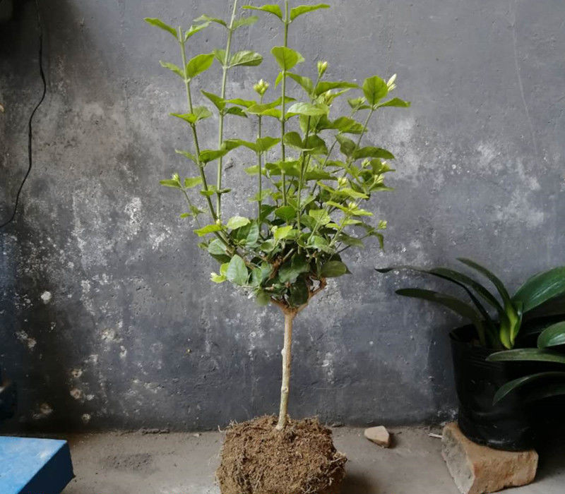 【滿院飄香】筆尖茉莉花盆栽室內花卉單瓣獨杆筆尖茉莉花王濃香型四季