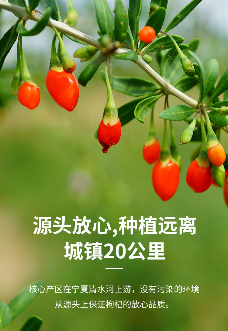 宁夏中农枸杞头茬新货优选枸杞子泡水袋装批发 免洗250g(手工精选)