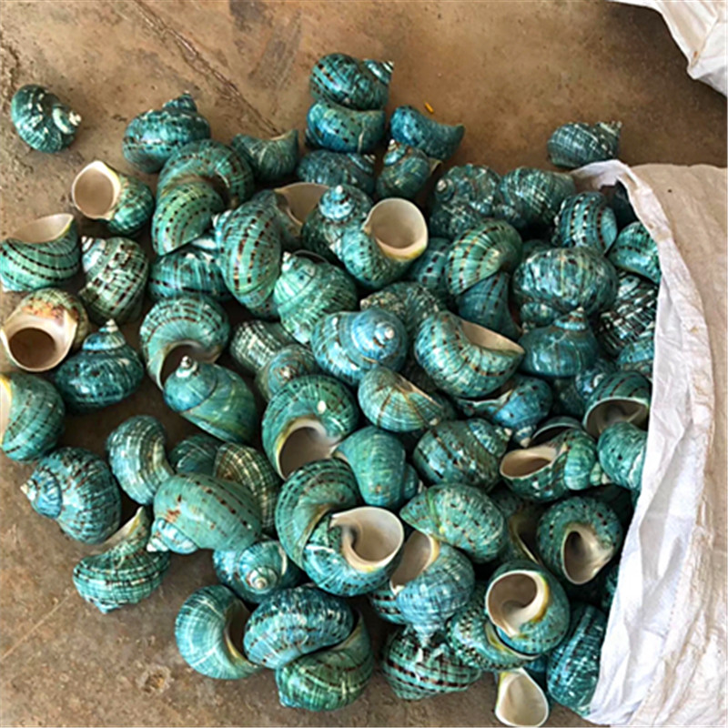 大绿螺条纹珍珠螺精品天然海螺贝壳标本螺收藏家居摆件送礼品 残次品