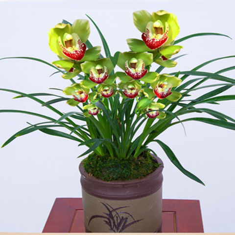 养】浓香型兰花苗兰花盆栽墨兰大花兰花苗花卉盆栽绿植花卉 掌柜 西施