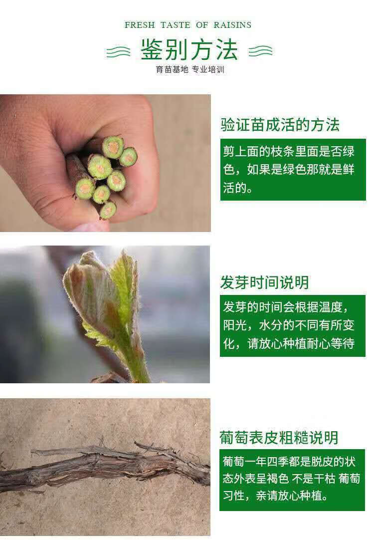 葡萄苗带土带叶新品种葡萄树苗盆栽庭院爬藤南北方种植d7 巨盛一号 25