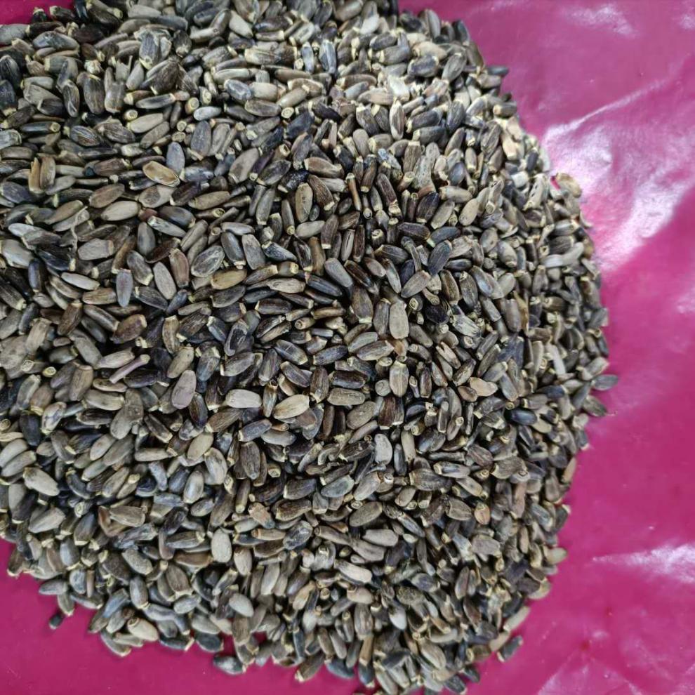 新货水飞蓟籽水飞蓟水飞蓟种子 奶蓟种子水飞蓟500克 2.