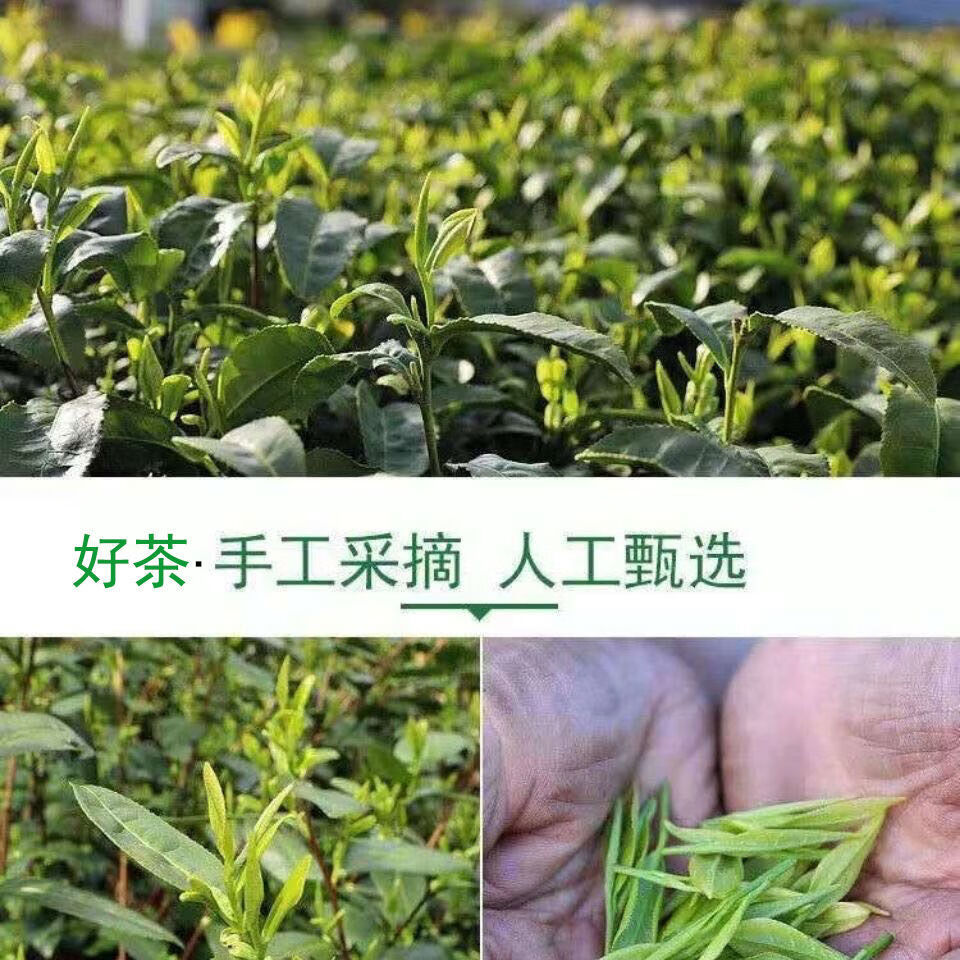 女娲茶叶绿茶散装500g2021年新茶平利女娲茶富硒毛尖茶栗香型栗香毛尖