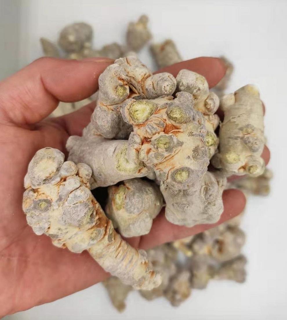 冻干三七头云南文山春田七20头500克特大级冻干三七500g