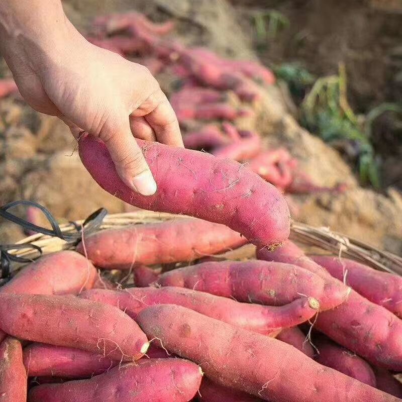 順豐速運正宗六鰲地瓜紅蜜薯沙地紅薯紅心地瓜5斤