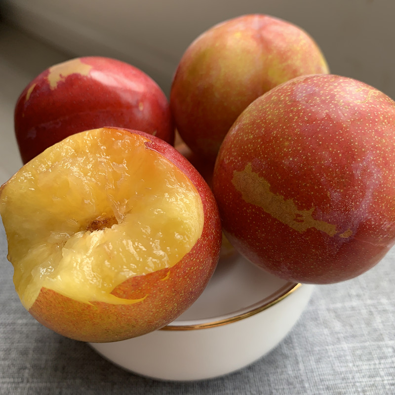 东北李子 大红袍李子 秋李子 干碗李子新鲜 水果酸甜多汁5斤 3斤