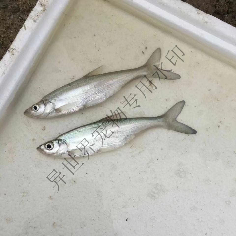 大品種翹嘴魚苗路亞魚白刁魚苗淡水養殖大翹殼活體養殖包活翹嘴魚23