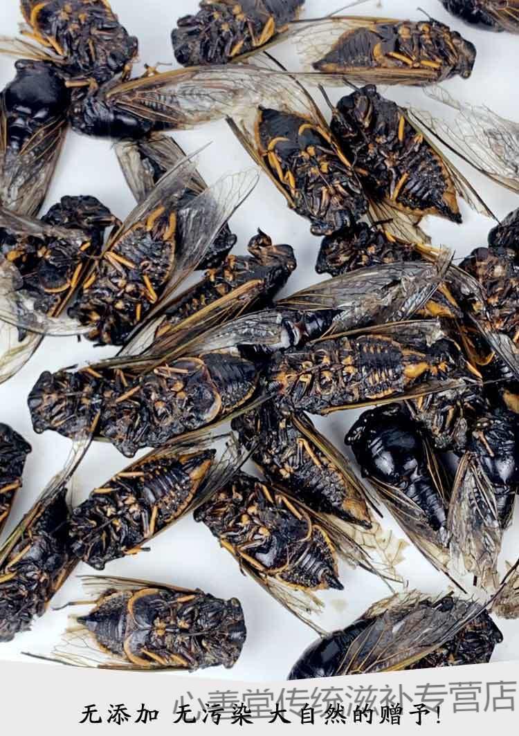 梨园黑知了猴新鲜冷冻黑蝉蜕皮爬叉猴小头肉昆虫食材姐佬龟唐僧肉