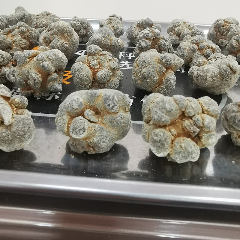 云南文山三七500克春三七肉质墨绿三七粉三七花20头30头37可磨粉 14头