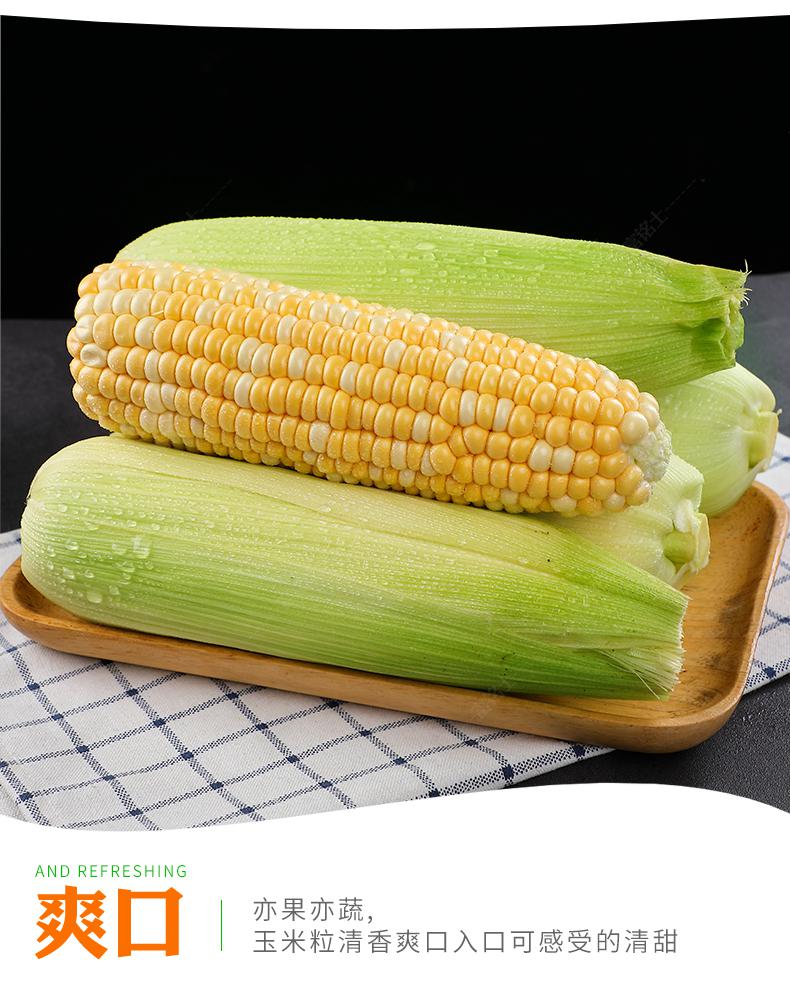 云南水果玉米 生鲜甜玉米棒 新鲜当季蔬菜 9斤装