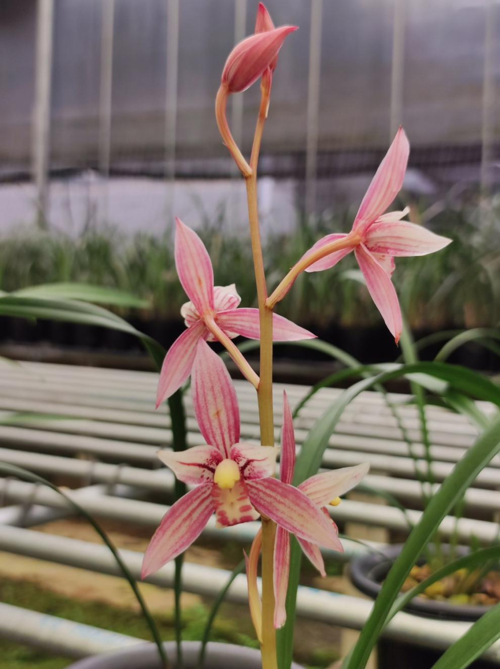 全部带花苞发货 老种 建兰铭品市长红兰花苗四季兰红花夏季带花苞植物