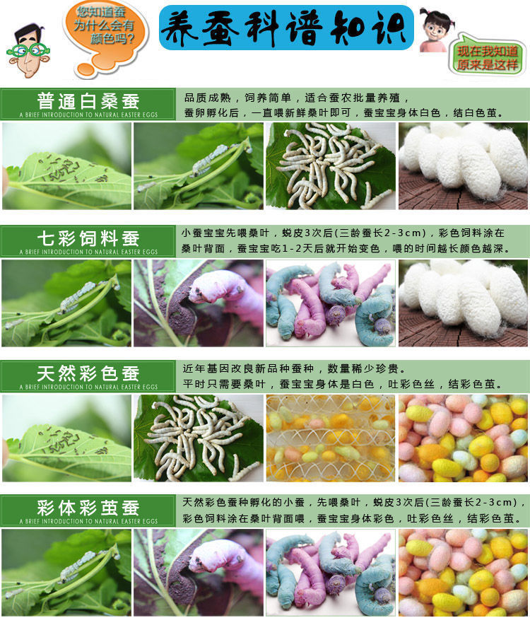 天然彩色蚕茧子蚕宝宝蚕卵吃桑叶红黄绿三色茧彩色蚕种金丝蚕宝宝享动