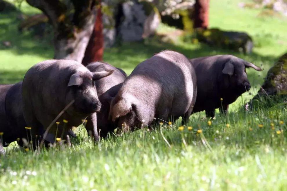 西班牙伊比利亚黑猪肋排橡野原装2包总重3斤50g
