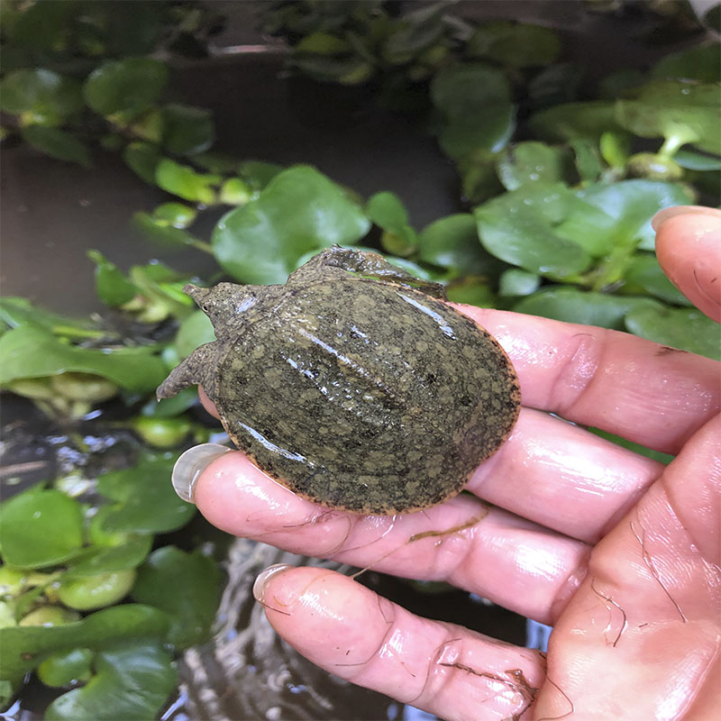 1-3兩外塘甲魚苗小甲魚童子鱉冷水養殖放生鱉半斤團魚包【圖片 價格