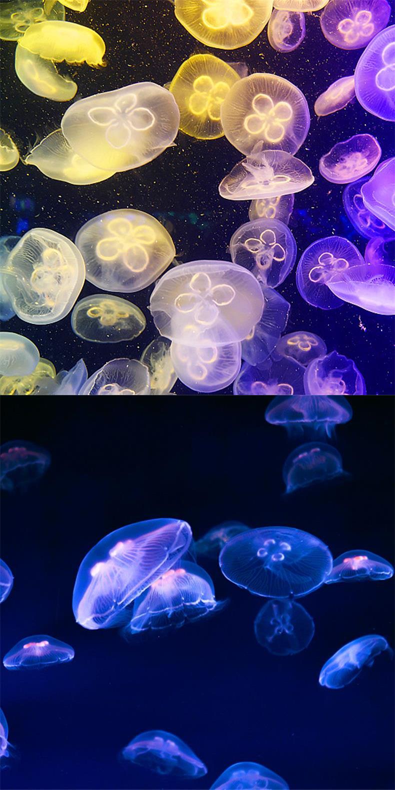 水母缸 水母活物水母缸宠物海月家养活体小发光瓶海水小型生态观 升级