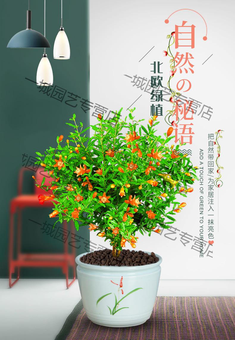 一城 石榴花盆栽植物室內外庭院植物觀賞果樹苗可結果花卉植物1c [4年