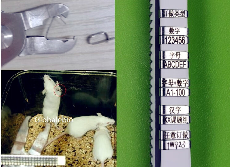 小鼠耳标耳号大鼠耳标钳实验老鼠耳标签单双面耳夹耳钉牌标记促销