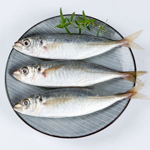 顺丰速运新鲜巴浪鱼海鲜水产冷冻海鱼福建特产海捕冰鲜鳀鱼提鱼一斤巴