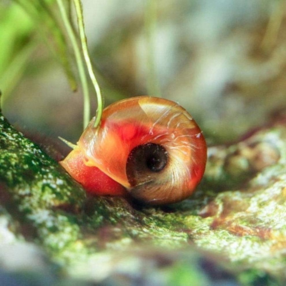 荣郁 苹果螺羊角螺水草缸除藻观赏螺斑马彩蛋螺鱼缸清洁工具螺活体