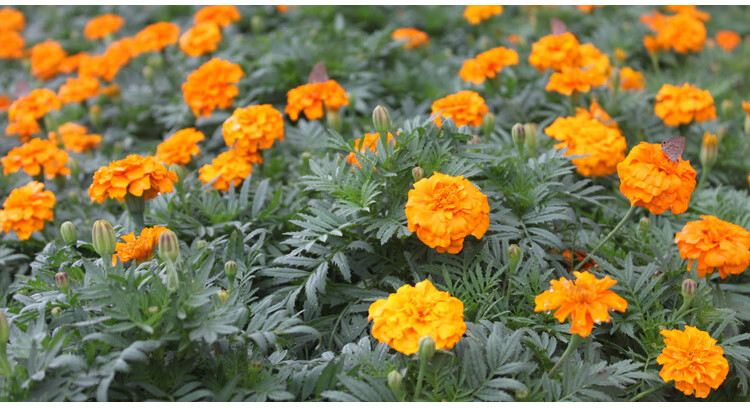 孔雀草花种子混色重瓣草花种子庭院室外景观花卉四季易种花种籽子苏炫