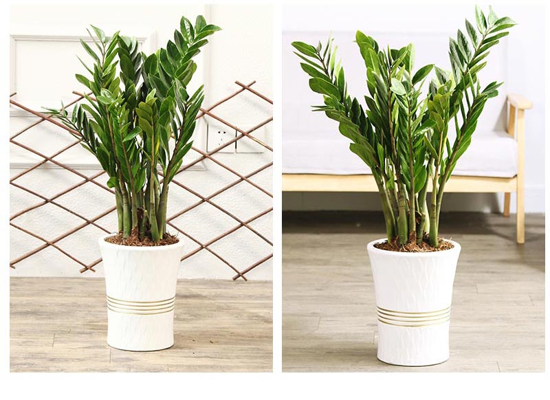 金钱树摇钱树室内客厅大绿植盆栽盆景花卉观叶植物虎雀a金钱树高4050