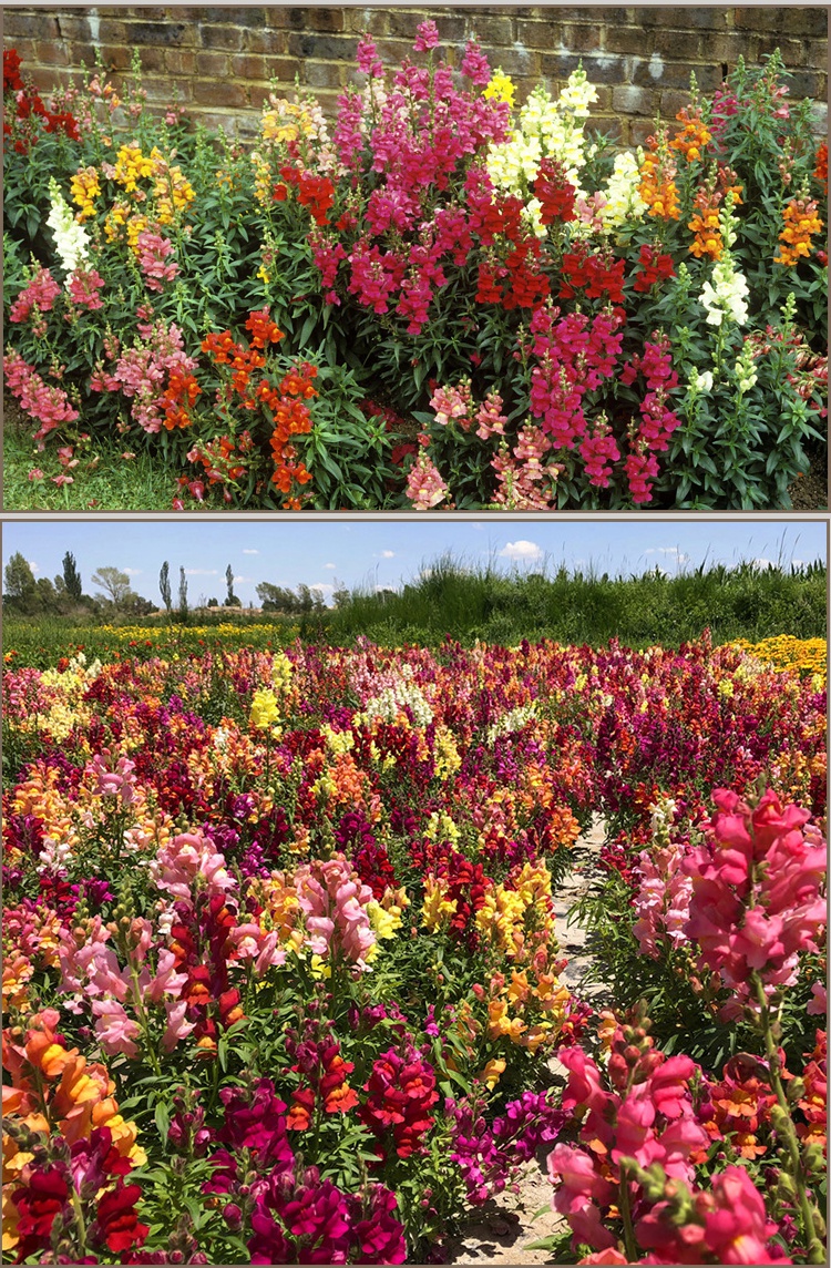 中梦金鱼草种子花卉种子金鱼草混色半斤